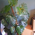 Sales: Monstera deliciosa 