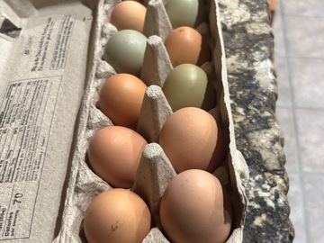 Selling with online payment: Free Range Chicken Eggs 