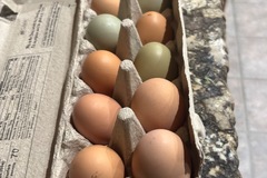 Selling with online payment: Free Range Chicken Eggs 