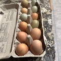 Selling with online payment: Free Range Chicken Eggs 