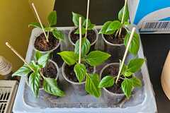 Vente: Impatiens Goutte de Sang