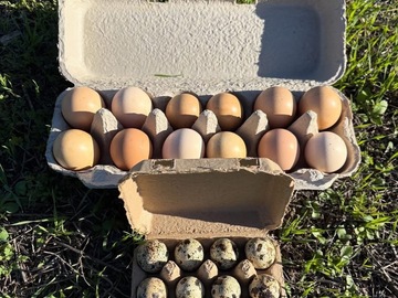 Selling with In-person Payment: Hatching Chicken & Quail Eggs