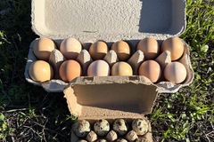 Selling with In-person Payment: Hatching Chicken & Quail Eggs