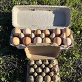 Selling with In-person Payment: Farm Fresh Chicken Eggs 