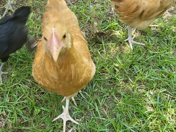 Selling with online payment: Eggheads