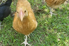 Selling with online payment: Eggheads