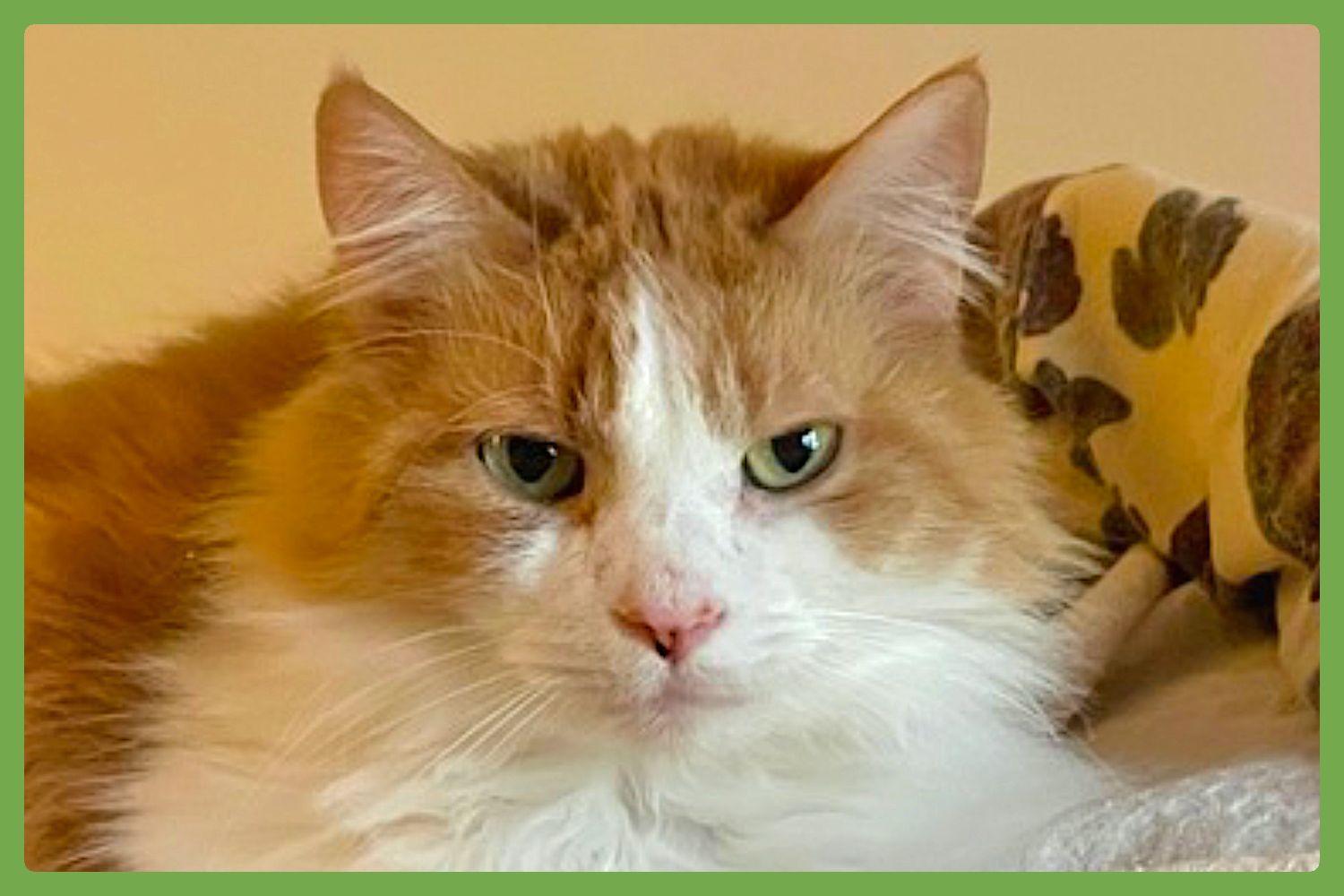 Senior Cats Rock | Adopt a Senior Cat From a Family Who Loves Them