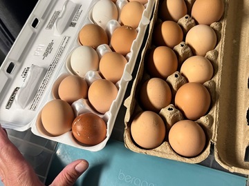 Selling with In-person Payment: Fresh unwashed multi breed chicken eggs