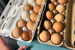 Selling with In-person Payment: Fresh unwashed multi breed chicken eggs