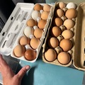 Selling with In-person Payment: Fresh unwashed multi breed chicken eggs