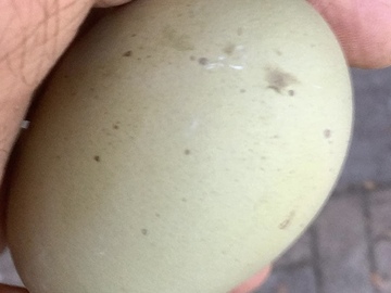 Selling with online payment: Silverudd's blue/Isbar