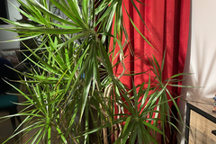 Sales: DRACAENA 1,80m de haut et 1m de large