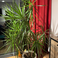 Sales: DRACAENA 1,80m de haut et 1m de large
