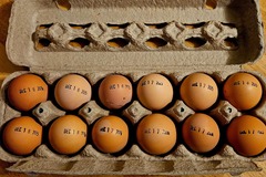 Selling with In-person Payment: Eggs For Sale near Stoutland MO