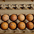 Selling with In-person Payment: Eggs For Sale near Stoutland MO