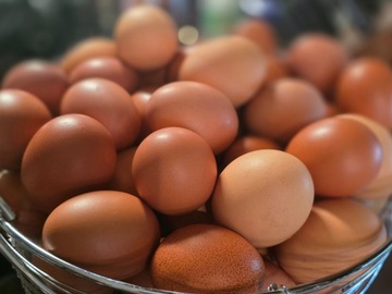 Selling with In-person Payment: Fresh brown chicken eggs (Feather Exchange)