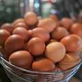 Selling with In-person Payment: Fresh brown chicken eggs (Feather Exchange)