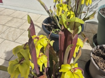 Vente: Plantes carnivores, Sarracenias, Attrape insectes, anti frelon