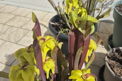 Vente: Plantes carnivores, Sarracenias, Attrape insectes, anti frelon