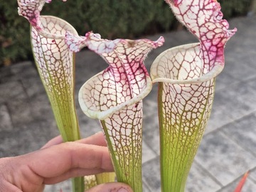 Vente: Sarracenia leucophylla 'Red stripe throat'