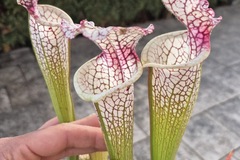 Vente: Sarracenia leucophylla 'Red stripe throat'