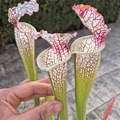 Vente: Sarracenia leucophylla 'Red stripe throat'