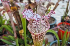 Vente: Sarracenia leucophylla 'Tarnok', mutant flower