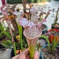 Vente: Sarracenia leucophylla 'Tarnok', mutant flower