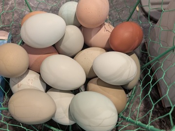 Selling with In-person Payment: Free range fresh chicken eggs