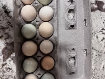 Selling with In-person Payment: Fresh local eggs