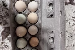 Selling with In-person Payment: Fresh local eggs