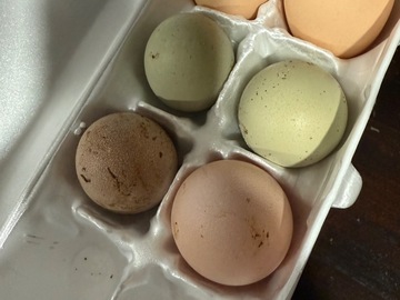 Selling with In-person Payment: Farm Fresh Eggs