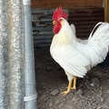 Selling with online payment: White Leghorn Hatching Eggs