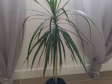 Vente: Dracaena marginata - Dragonnier de Madagascar