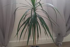 Vente: Dracaena marginata - Dragonnier de Madagascar