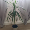 Vente: Dracaena marginata - Dragonnier de Madagascar