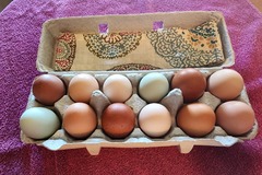 Selling with In-person Payment: Pasture raised eggs
