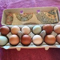 Selling with In-person Payment: Pasture raised eggs