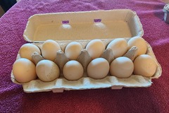 Selling with In-person Payment: Farm fresh duck eggs
