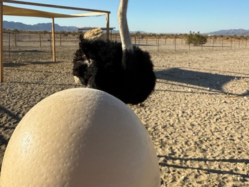 Selling with online payment: Ostrich eggs