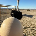 Selling with online payment: Ostrich eggs