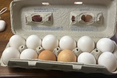 Selling with online payment: Walnut Lane Farms