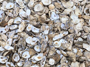 Actualité: ♻️ No reason to trash oyster shells ♻️