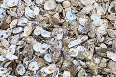 Actualité: ♻️ No reason to trash oyster shells ♻️