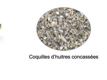 Actualité: ♻️ Ne jetez pas les coquilles d’huîtres ♻️ 
