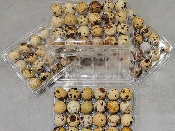 Selling with online payment: Quail eggs