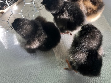 Selling with online payment: Olive egger