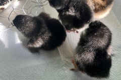 Selling with online payment: Olive egger