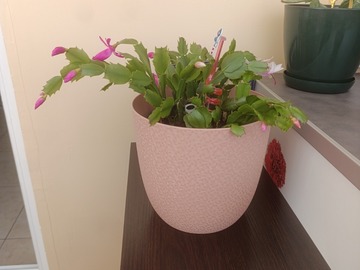 Vente: Plante intérieur 