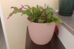 Sales: Plante intérieur 